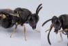 Brachymeria sp.